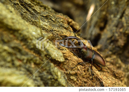 Saw toothbrush 57191085