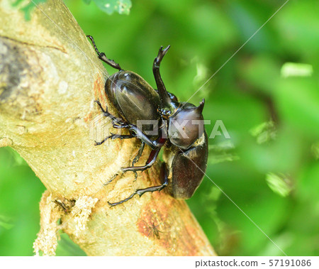 Beetle Beetle 57191086