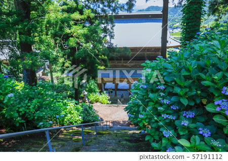 [Yamanashi Prefecture] Komuroyama Myoho-ji Temple Gate and Hydrangea Flowers 57191112