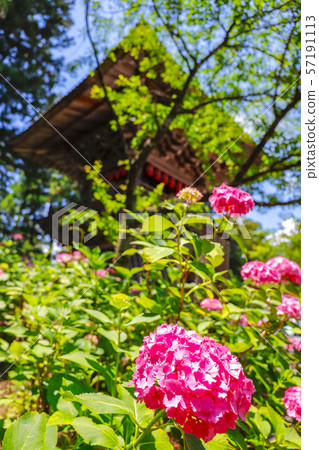 [Yamanashi Prefecture] Komuroyama Myoho-ji bell tower and hydrangea flowers 57191113