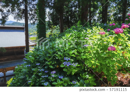 [Yamanashi Prefecture] Komuroyama Myoho-ji Temple Gate and Hydrangea Flowers 57191115