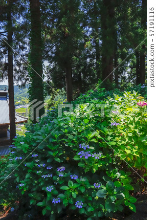 [Yamanashi Prefecture] Komuroyama Myoho-ji Temple Gate and Hydrangea Flowers 57191116