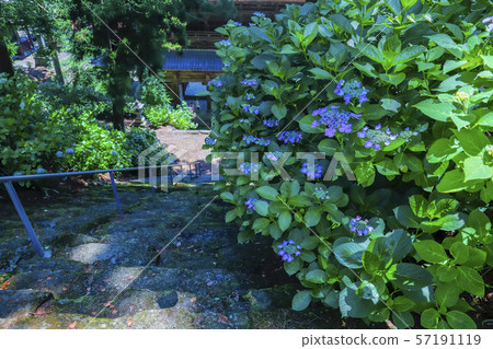 [Yamanashi Prefecture] Komuroyama Myoho-ji Temple Gate and Hydrangea Flowers 57191119