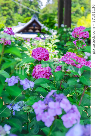 [Yamanashi] Komuroyama Myohoji Soshido and Hydrangea Flower 57191136