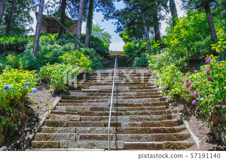 [Yamanashi Prefecture] Komuroyama Myoho-ji bell tower and hydrangea flowers 57191140