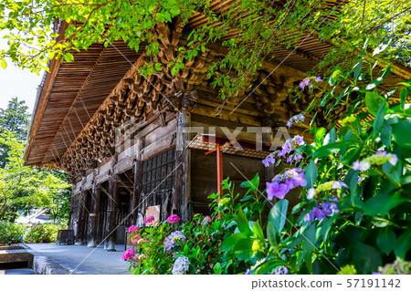 [Yamanashi Prefecture] Komuroyama Myoho-ji Temple Gate and Hydrangea Flowers 57191142