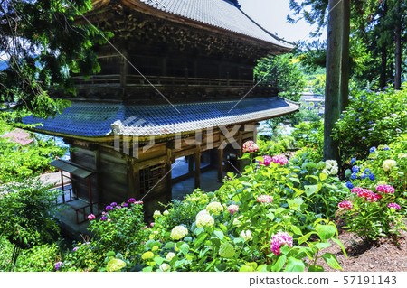 [Yamanashi Prefecture] Komuroyama Myoho-ji Temple Gate and Hydrangea Flowers 57191143