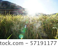 Rice 57191177