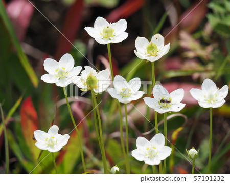 Umebachissau Umebachissau 57191232