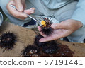 Sea urchin processing 57191441