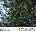 橄 57191871