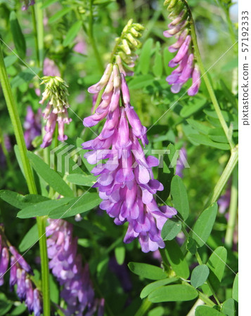  多花野碗豆 57192333