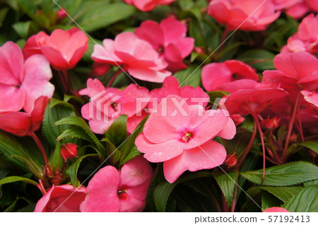 Impatiens flowers in plant nursery 57192413