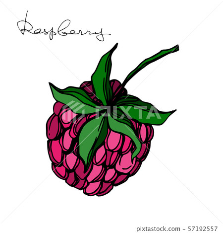 Vector Raspberry healthy food fresh berry isolated element. Black and white engraved ink art. Vector Raspberry healthy food fresh berry isolated element. Black and white engraved ink art. 57192557