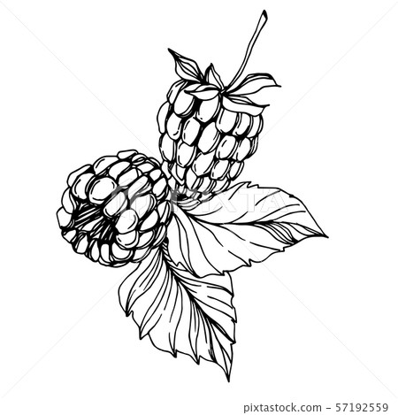 Vector Raspberry healthy food fresh berry isolated element. Black and white engraved ink art. Vector Raspberry healthy food fresh berry isolated element. Black and white engraved ink art. 57192559