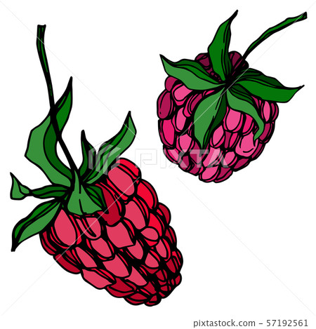 Vector Raspberry healthy food fresh berry isolated element. Black and white engraved ink art. Vector Raspberry healthy food fresh berry isolated element. Black and white engraved ink art. 57192561