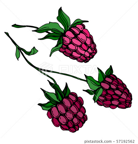 Vector Raspberry healthy food fresh berry isolated element. Black and white engraved ink art. Vector Raspberry healthy food fresh berry isolated element. Black and white engraved ink art. 57192562