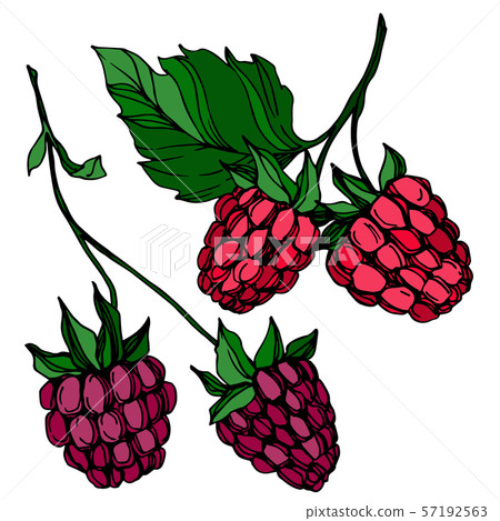 Vector Raspberry healthy food fresh berry isolated element. Black and white engraved ink art. Vector Raspberry healthy food fresh berry isolated element. Black and white engraved ink art. 57192563