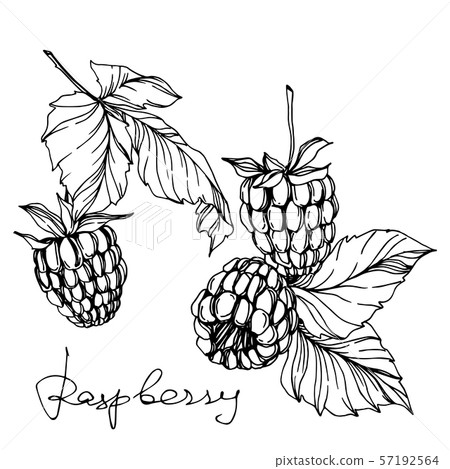 Vector Raspberry healthy food fresh berry isolated element. Black and white engraved ink art. Vector Raspberry healthy food fresh berry isolated element. Black and white engraved ink art. 57192564