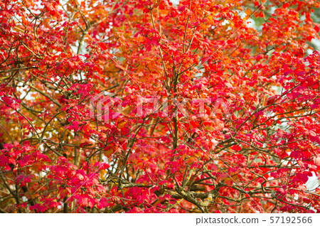 Foliage texture. Red maple tree. Autumn is coming. Foliage texture. Red maple tree. Autumn is coming. 57192566