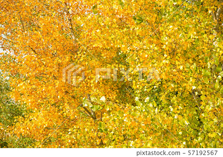 Yellow and green poplar leaves branches. Autumn Yellow and green poplar leaves branches. Autumn 57192567