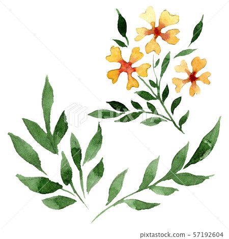 Ornament floral botanical flowers. Watercolor background illustration set. Isolated flower Ornament floral botanical flowers. Watercolor background illustration set. Isolated flower 57192604