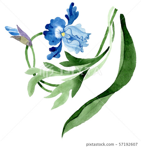 Ornament floral botanical flowers. Watercolor background illustration set. Isolated flower Ornament floral botanical flowers. Watercolor background illustration set. Isolated flower 57192607