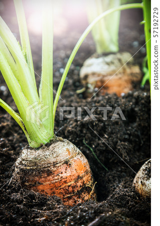 harvest ripe carrots growing in the ground harvest ripe carrots growing in the ground 57192729