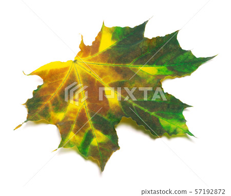Multicolor maple-leaf Multicolor maple-leaf 57192872