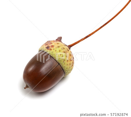 Acorn isolated on white background Acorn isolated on white background 57192874