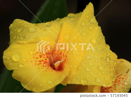Kanna after the rain Kanna after the rain 57193045