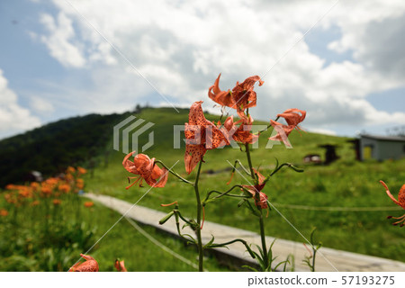 Demon lily blooming on the plateau Demon lily blooming on the plateau 57193275