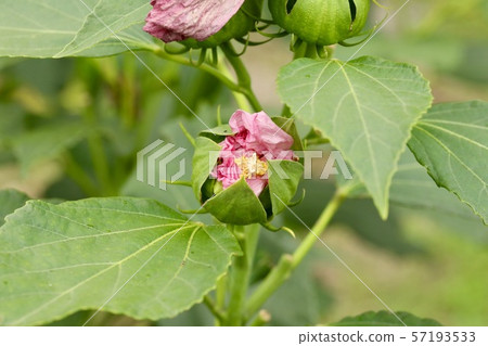 芽花 芽花 57193533