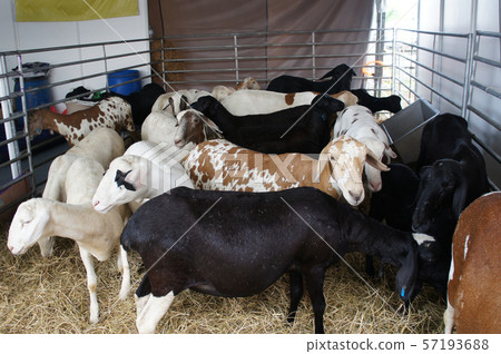 Goats from selected breeds livestock are placed in the cages to sell to breeders. 57193688