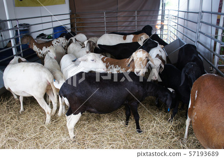 Goats from selected breeds livestock are placed in the cages to sell to breeders. 57193689
