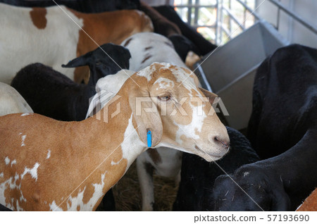 Goats from selected breeds livestock are placed in the cages to sell to breeders. 57193690
