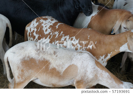 Goats from selected breeds livestock are placed in the cages to sell to breeders. 57193691