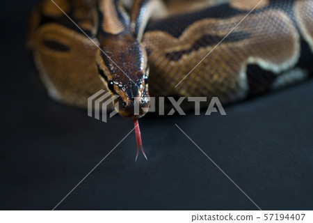 Royal Python. Natural color is normal. Snake. Royal Python. Natural color is normal. Snake. 57194407