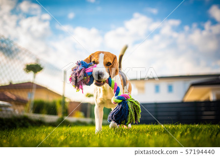Beagle dog fun in garden outdoors run and jump with rope towards camera Beagle dog fun in garden outdoors run and jump with rope towards camera 57194440
