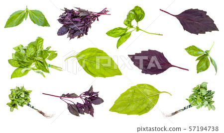 various leaves and twigs of basil plants isolated various leaves and twigs of basil plants isolated 57194738