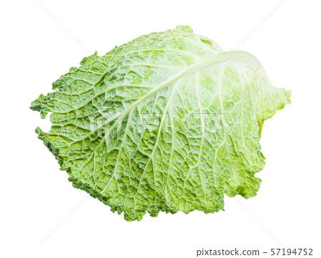 single green leaf of savoy cabbage isolated single green leaf of savoy cabbage isolated 57194752