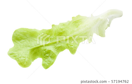 fresh leaf of cultivated lettuce ( lactuca sativa) fresh leaf of cultivated lettuce ( lactuca sativa) 57194762