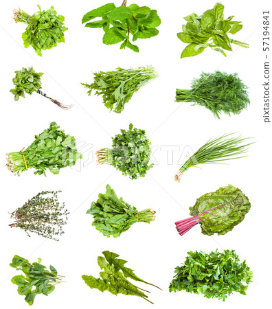 various bunches of fresh edible herbs isolated various bunches of fresh edible herbs isolated 57194841