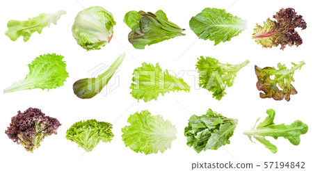 various leaves of lettuce vegetables isolated various leaves of lettuce vegetables isolated 57194842
