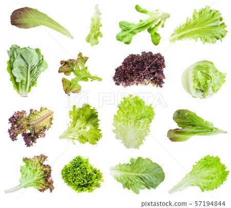 various fresh leaves of lettuce isolated 57194844