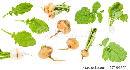 various greens and roots of turnips isolated 57194851