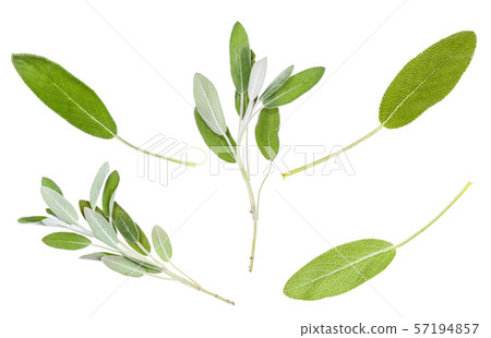 various leaves and twigs of salvia (sage) plant various leaves and twigs of salvia (sage) plant 57194857