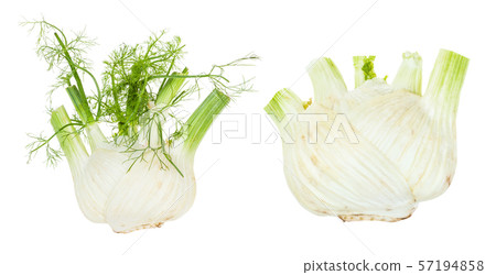 two ripe Florence fennel stalks isolated two ripe Florence fennel stalks isolated 57194858