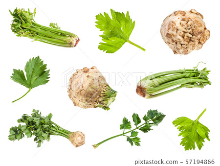 various roots and greens of celeriac and celery various roots and greens of celeriac and celery 57194866