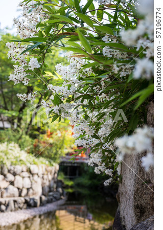 Shimogamo Shrine 57196774